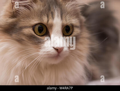 sad gray cat face close up. Stock Photo