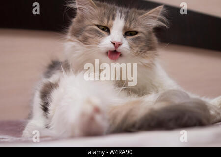 beautiful grey cute cat licking his self on stylish modern  bed with funny emotions .The gray cat lies and washes. Stock Photo