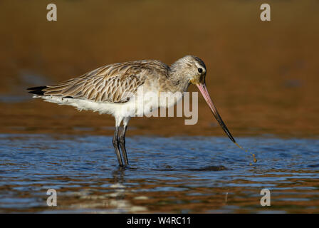 Black-tailed Godwit - Limosa limosa, beautiful shy snipe from Worldwide fresh waters and sea coasts, La Somone, Senegal. Stock Photo