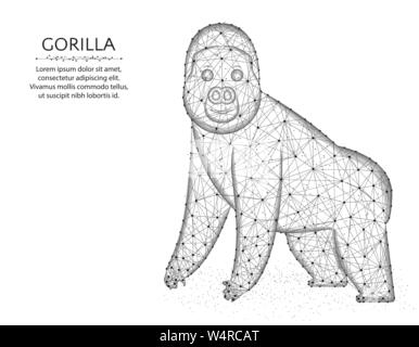 Gorilla low poly design, African animal polygonal wireframe vector illustration made from points and lines on a white background Stock Vector