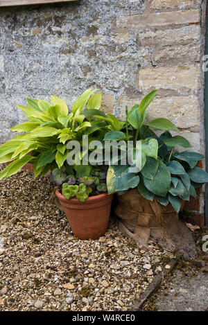 Container grown hostas Stock Photo