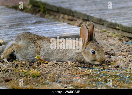 Wild rabbit hot sale house