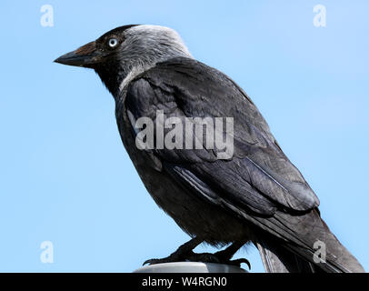 The western jackdaw, also known as the Eurasian jackdaw, European jackdaw, or simply jackdaw, is a passerine bird in the crow family. Stock Photo