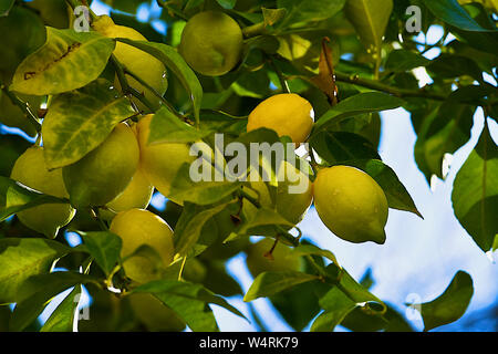 Lemons on branches of tree, Granada, Andalusia, Spain Stock Photo