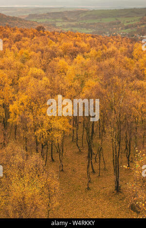 Stunning view over the top of Silver Birch forest with golden leaves in ...