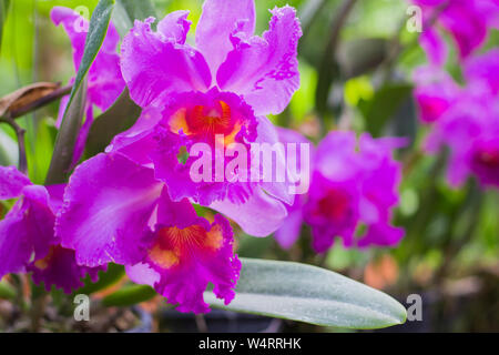Purple orchids grown in pots are completely. Stock Photo