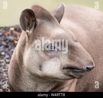 Close up view of a Lowland Tapir (Tapirus terrestris) Stock Photo