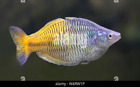 Close-up view of a Boeseman's rainbowfish (Melanotaenia boesemani) Stock Photo