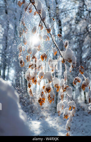Close-up of snow covered leaves on a tree, Salzburg, Austria Stock Photo