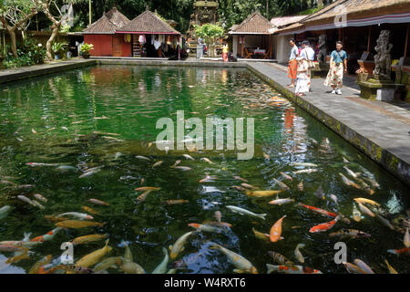 Koi carp i large pool at Pura Tirta Empul, The Holy Spring Temple, Ubud, Bali, Indonesia Stock Photo