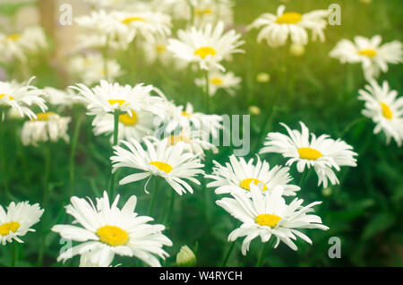 Beautiful large white chamomile grow in the garden on a sunny day. Gardening. Amazing flowers. Natural wallpaper. Soft selective focus Stock Photo