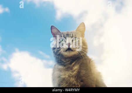 Portrait of a gray cat on blue sky background. Cute pet. Funny animal. Soft selective focus Stock Photo