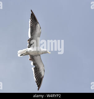 single seagull in flight Stock Photo
