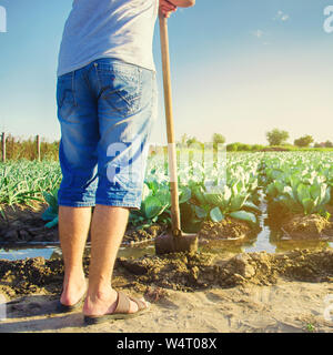 Natural watering of agricultural crops, irrigation. cabbage plantations grow in the field. vegetable rows. farming agriculture. Selective focus Stock Photo