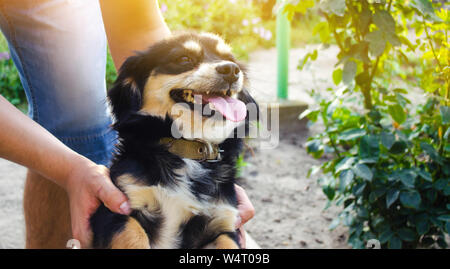 Happy free time with beloved dog. the guy is playing with a pet in the garden / park on a sunny day. black doggie. leisure Stock Photo