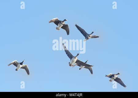 Grey goose and Barnacle geese in flight, East Frisia, Lower Saxony, Germany Stock Photo