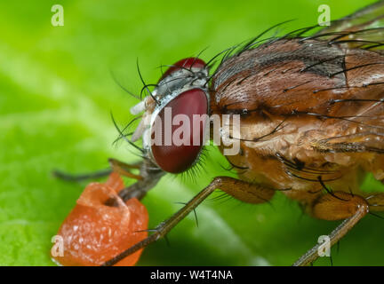 Macro Photography of Housefly is Sucking Fruit on Green Leaf Stock Photo