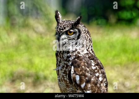 Falconry Eulenwelt-Falkenhof- Harz,Güntersberge,Saxony Anhalt,Germany. Stock Photo