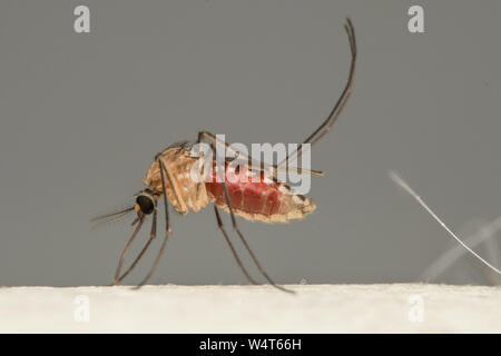 Close-up of a mosquito on human skin, Indonesia Stock Photo