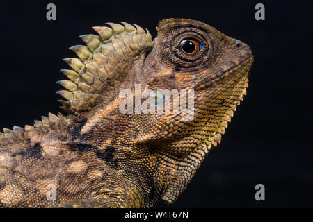 Portrait of a Boyd's forest dragon, Indonesia Stock Photo