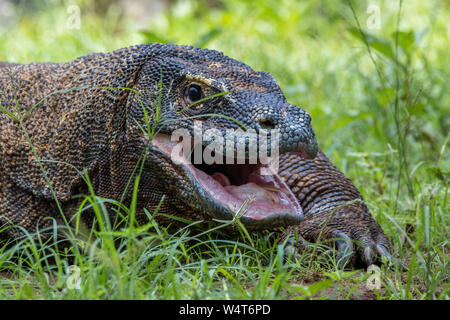 Portrait of a komodo dragon in the grass, Indonesia Stock Photo