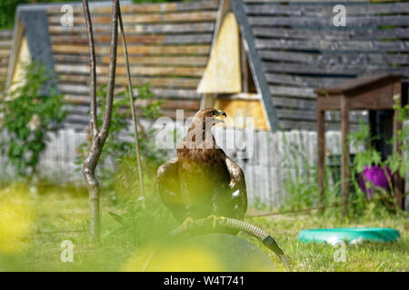 Falconry Eulenwelt-Falkenhof- Harz,Güntersberge,Saxony Anhalt,Germany. Stock Photo