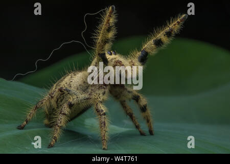 Close-up of a jumping spider on a leaf, Indonesia Stock Photo