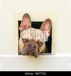 French Bulldog looking through cat flap, United Kingdom Stock Photo