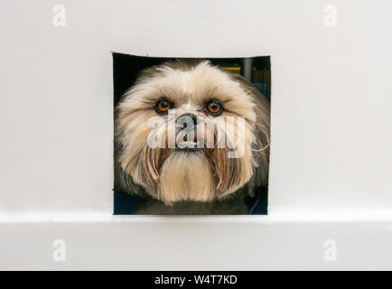 Lhasa apso dog looking through cat flap, United Kingdom Stock Photo