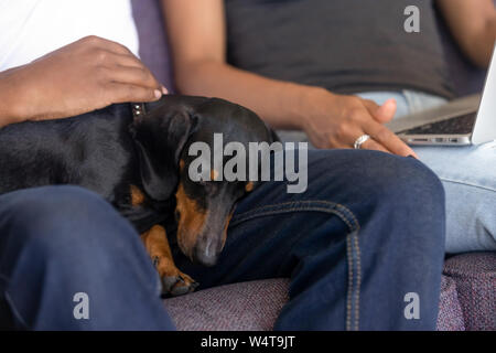 Close up of dachshund lies on the owner lap Stock Photo