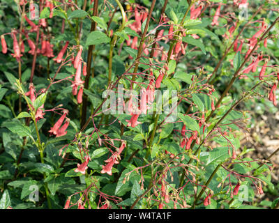 The red trumpet shaped flowers of Phygelius Devils Tears Stock Photo