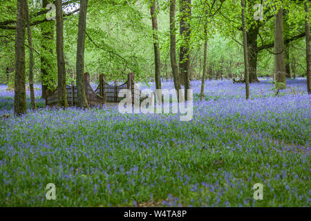 Bluebell flowers in woodland, Medstead, Hampshire, England, United Kingdom. Stock Photo