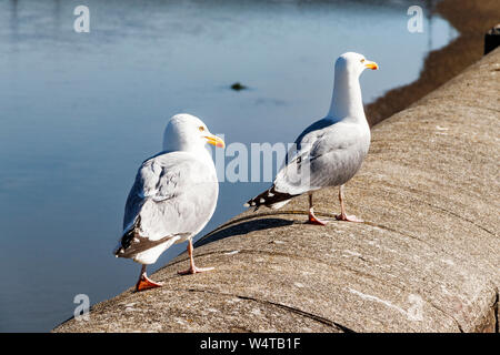 Two adult Herring Gulls (larus argentatus) on the quayside at Bideford, Devon, UK Stock Photo