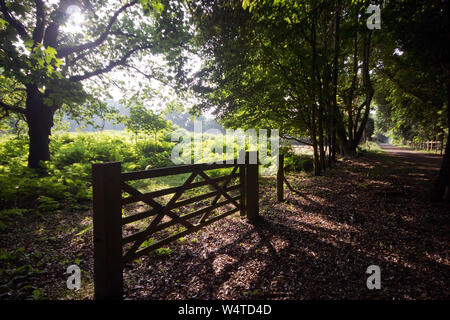 broad leafy pathway in shadows alongside a fenced woodland area with rays of sunshine slanting across the view Stock Photo