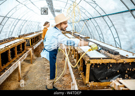 Man and woman working in the hothouse on a farm for growing snails, washing shelves with water gun. Concept of farming snails for eating Stock Photo