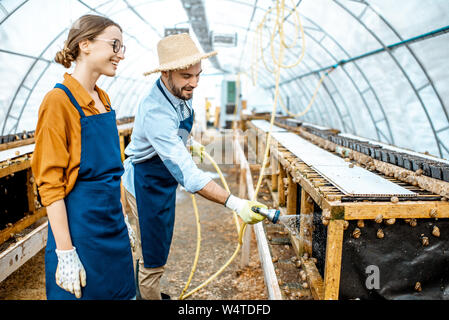 Man and woman working in the hothouse on a farm for growing snails, washing shelves with water gun. Concept of farming snails for eating Stock Photo