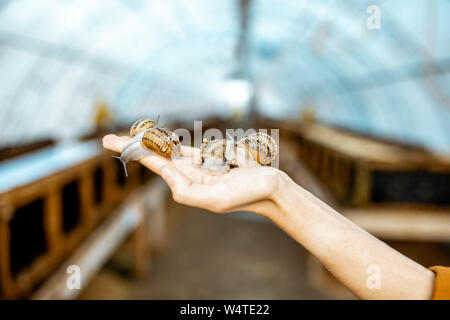 Close-up of snails on women's hand in the hothouse of a farm for growing snails Stock Photo