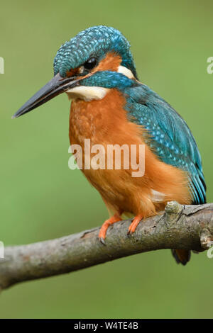 Common Kingfisher / Eisvogel  ( Alcedo atthis ), male in spring, perched on a branch, hunting, frontal side view, detailed close-up, wildlife, Europe. Stock Photo