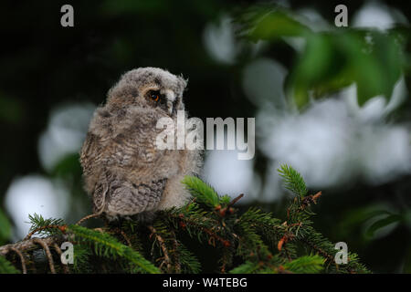 Long-eared Owl / Waldohreule ( Asio otus ), moulting young chick, just fledged, perched in a tree, watching back over its shoulder, looks serious, Eur Stock Photo