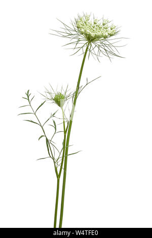 In bloom Queen Annes Lace wildflower on a white background. Stock Photo