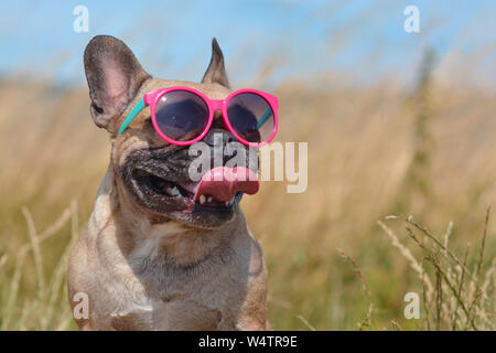Funny cute and happy French Bulldog dog wearing pink sunglasses in summer in front of grain field and blue sky on a hot day Stock Photo