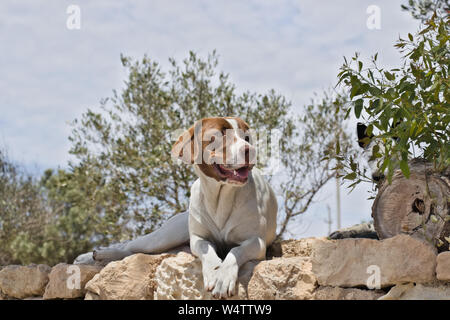 Stray dog sitting on a dry stone wall sticking out his tongue with bushes in the background. Stock Photo