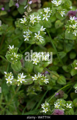 Common mouse-ear or mouse-ear chickweed (Cerastium fontanum) flowering in pasture, Berkshire, April Stock Photo