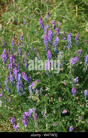 Tufted or bird vetch (Vicia cracca) in blue purple flower among chalk downland vegetation, Berkshire, July Stock Photo