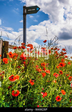 Backlit poppies (Papaver rhoeas) and a Bridleway sign in the summer countryside. Stock Photo