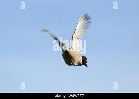 A Hen Pheasant Flying Straight Towards the Camera, Front View Stock Photo