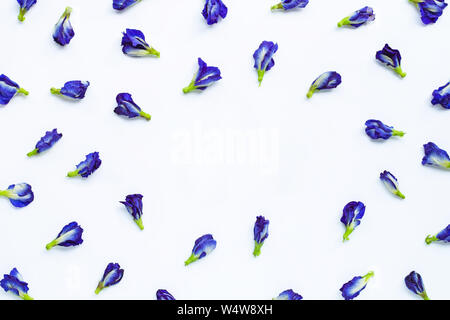 Frame made of butterfly pea flower on white background. Stock Photo