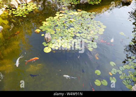 Koi pond with carp fishes and waterlilies in a summer day, high angle view Stock Photo