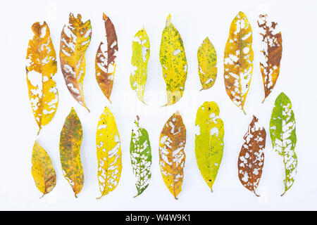 Dry Leaves with holes, eaten by pests on white background Stock Photo