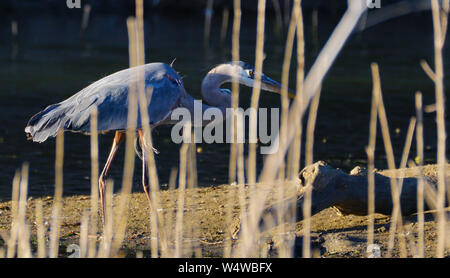 A Great Blue Heron walking on a sand bank behind some marsh reeds. Stock Photo